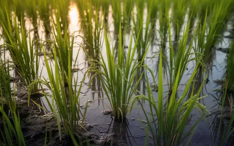 Nahaufnahme von grünen Reispflanzen in einem gefluteten Reisfeld bei natürlichem Morgenlicht. - Foto: über boerse-global.de
