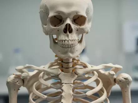 Detailaufnahme einer menschlichen Knochenstruktur in klinischer Umgebung - Foto: über boerse-global.de