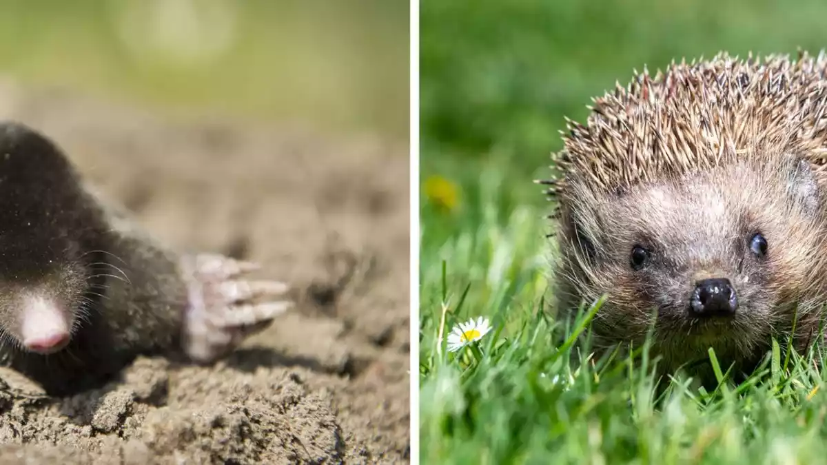 Die Deutsche Wildtier Stiftung ruft dazu auf, Igel und Maulwürfe zu zählen. (Archivbild) - Bild: Armin Weigel/Patrick Pleul/dpa