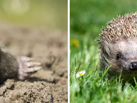 Die Deutsche Wildtier Stiftung ruft dazu auf, Igel und Maulwürfe zu zählen. (Archivbild) - Foto: Armin Weigel/Patrick Pleul/dpa