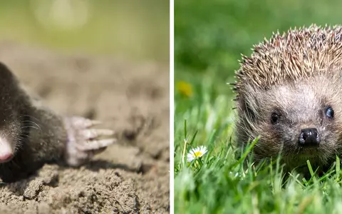 Die Deutsche Wildtier Stiftung ruft dazu auf, Igel und Maulwürfe zu zählen. (Archivbild) - Foto: Armin Weigel/Patrick Pleul/dpa