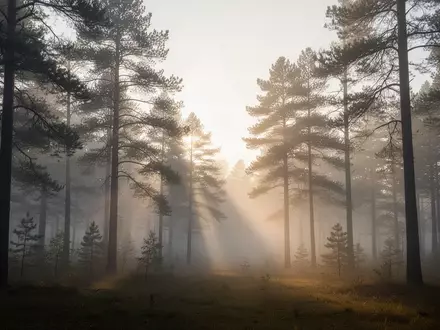 Ein nebliger Nadelwald in den frühen Morgenstunden, der Ruhe und Reflexion ausstrahlt. - Foto: über boerse-global.de