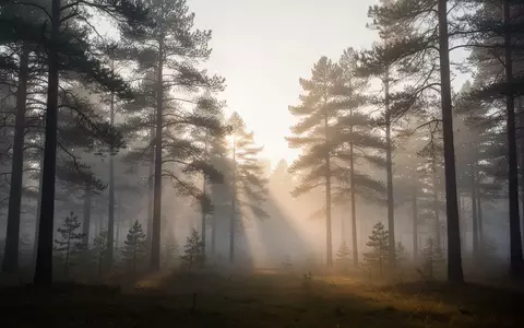 Ein nebliger Nadelwald in den frühen Morgenstunden, der Ruhe und Reflexion ausstrahlt. - Foto: über boerse-global.de