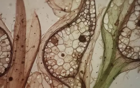 Mikroskopische Aufnahme pflanzlicher Zellstrukturen zur Veranschaulichung naturwissenschaftlicher Forschung. - Foto: über boerse-global.de