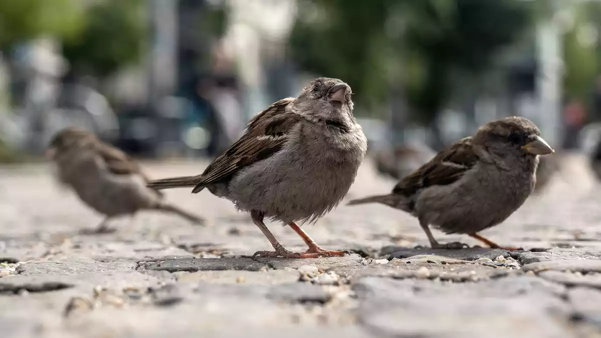 Der geschwätzige Spatz gehört zu den beliebtesten Vögeln überhaupt. (Archivbild) - Bild: Paul Zinken/dpa-Zentralbild/dpa
