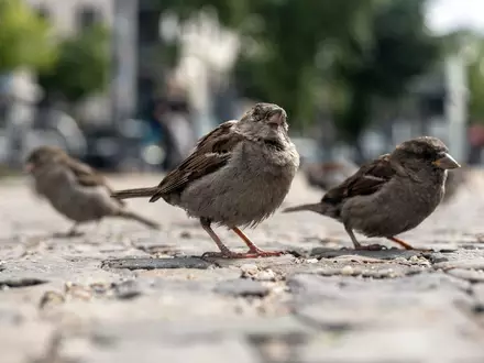 Der geschwätzige Spatz gehört zu den beliebtesten Vögeln überhaupt. (Archivbild) - Foto: Paul Zinken/dpa-Zentralbild/dpa