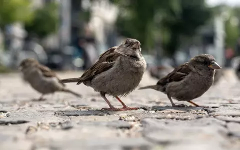 Der geschwätzige Spatz gehört zu den beliebtesten Vögeln überhaupt. (Archivbild) - Foto: Paul Zinken/dpa-Zentralbild/dpa