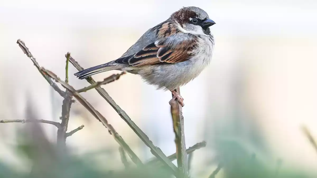 Eventuell dezimiert eine Seuche die Bestände. (Archivbild) - Bild: Kira Hofmann/dpa-Zentralbild/dpa