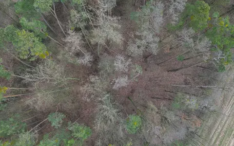 Schon bevor das bloße Auge sehen kann, dass Pflanzen leiden, soll der Satellit «Flex» das über ein besonderes Signal erkennen. (Archivbild) - Foto: Daniel Löb/dpa