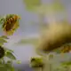 Bei der Photosynthese geben Pflanzen ein schwaches Leuchten ab. (Archivbild) - Bild: Sebastian Gollnow/dpa