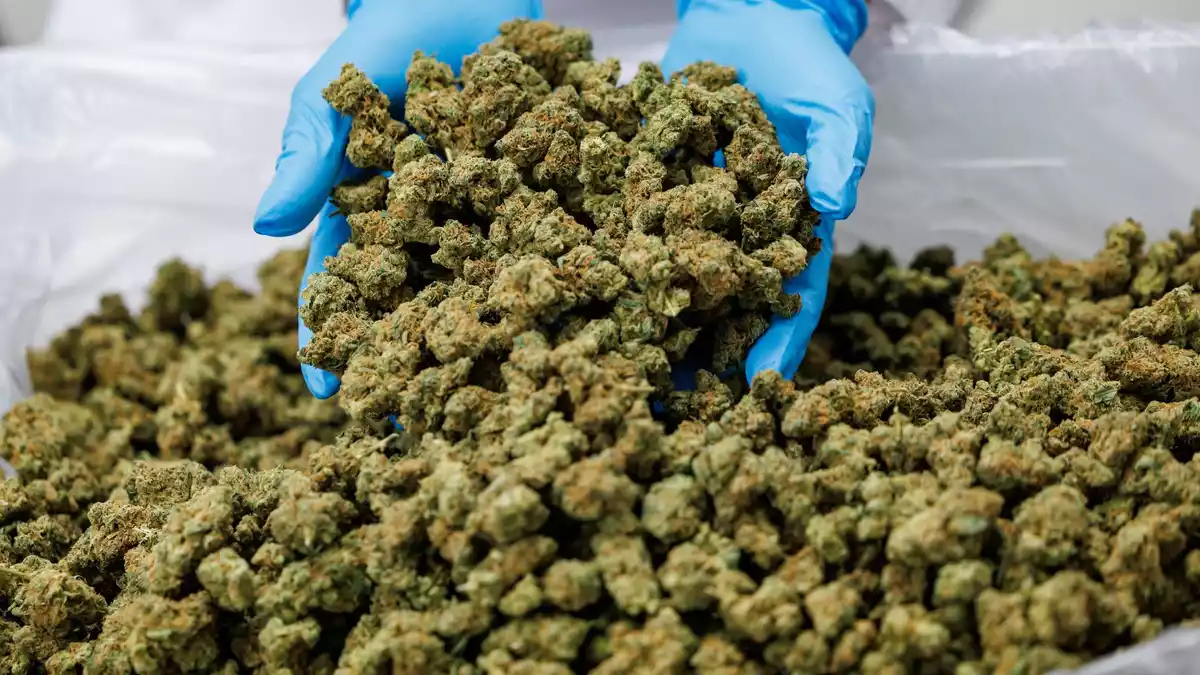 Importe von Medizinal-Cannabis steigen stark. (Archivbild) - Bild: Daniel Karmann/dpa