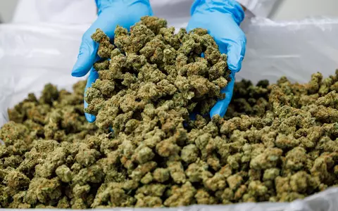 Importe von Medizinal-Cannabis steigen stark. (Archivbild) - Foto: Daniel Karmann/dpa