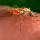Erneut erkrankten Menschen in Frankfurt an Malaria. (Symbolbild) - Bild: James Gathany/AP/dpa