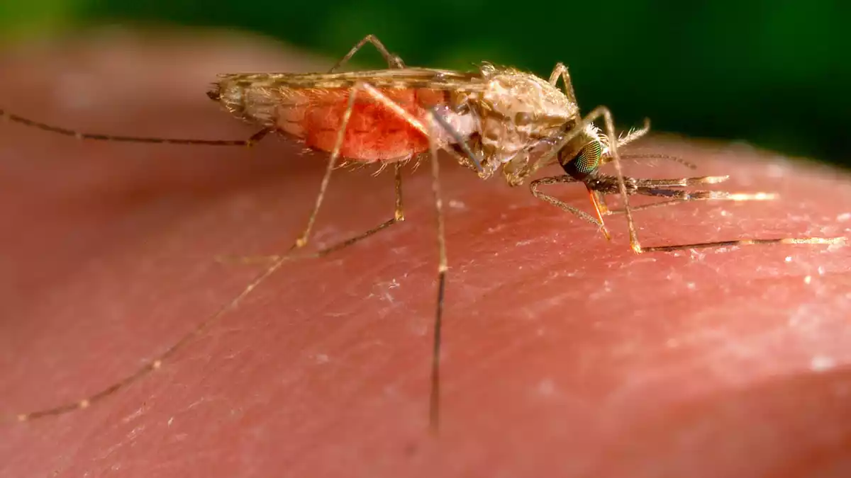 Erneut erkrankten Menschen in Frankfurt an Malaria. (Symbolbild) - Bild: James Gathany/AP/dpa