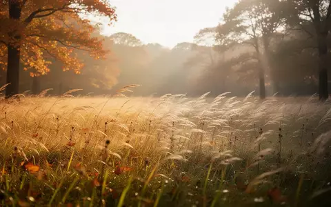 Eine von Sonnenlicht durchflutete Wiese im Herbst, die einen Neuanfang und Hoffnung symbolisiert. - Foto: über boerse-global.de