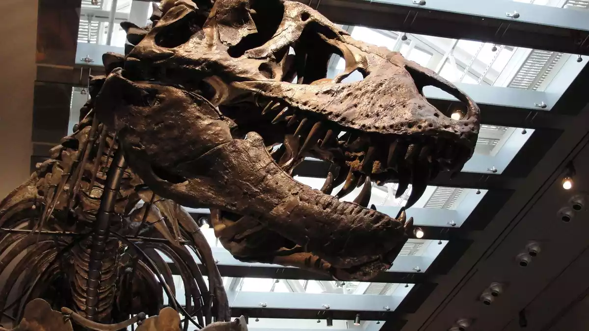 «Thomas the T. rex», Skelett im Natural History Museum of Los Angeles County - Bild: ---/Dinosaur Institute/Natural History Museum of Los Angeles County/dpa