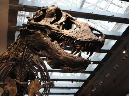 «Thomas the T. rex», Skelett im Natural History Museum of Los Angeles County - Foto: ---/Dinosaur Institute/Natural History Museum of Los Angeles County/dpa