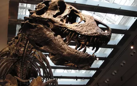 «Thomas the T. rex», Skelett im Natural History Museum of Los Angeles County - Foto: ---/Dinosaur Institute/Natural History Museum of Los Angeles County/dpa