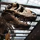 «Thomas the T. rex», Skelett im Natural History Museum of Los Angeles County - Bild: ---/Dinosaur Institute/Natural History Museum of Los Angeles County/dpa