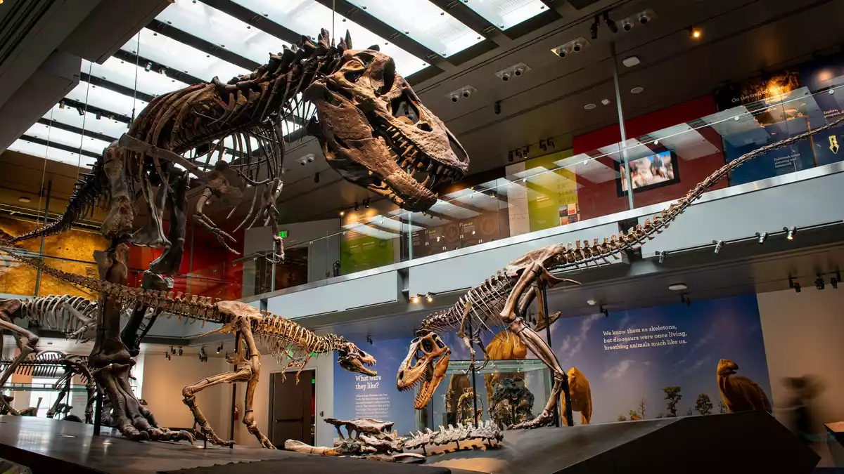 Thomas the T. rex», Skelett eines Tyrannosaurus rex im Natural History Museum of Los Angeles County - Bild: ---/Dinosaur Institute/Natural History Museum of Los Angeles County/dpa