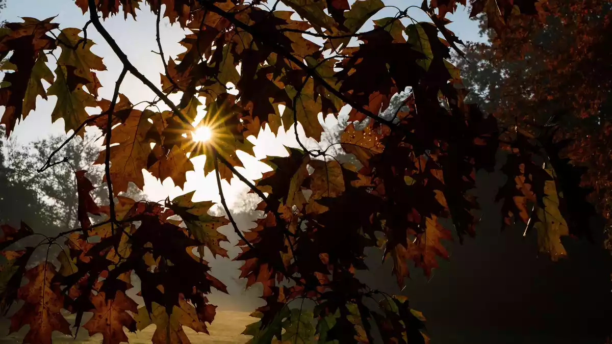 Was der Herbst mit unserem Körper macht – fünf Theorien im wissenschaftlichen Check. (Symbolbild) - Bild: Alicia Windzio/dpa