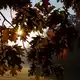 Was der Herbst mit unserem Körper macht – fünf Theorien im wissenschaftlichen Check. (Symbolbild) - Bild: Alicia Windzio/dpa