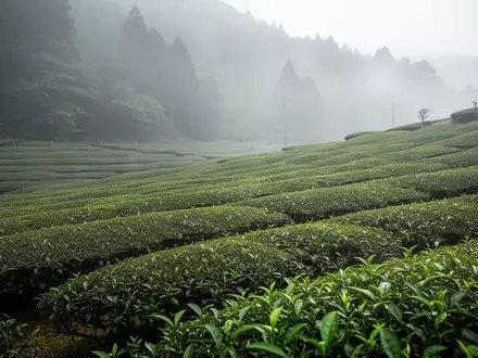 Traditionelle japanische Teefelder in terrassierter Hügellandschaft bei morgendlichem Nebel. - Foto: über boerse-global.de