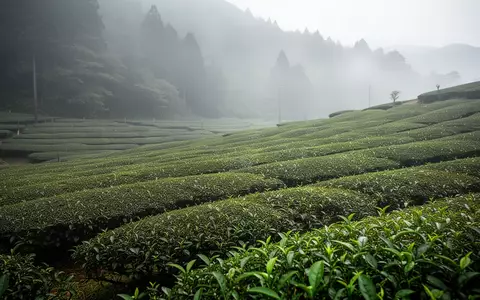 Traditionelle japanische Teefelder in terrassierter Hügellandschaft bei morgendlichem Nebel. - Foto: über boerse-global.de