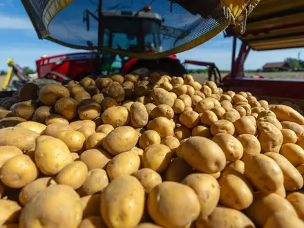 Rund 3,11 Millionen Tonnen Kartoffeln könnten fehlen. (Archivbild) - Foto: Christoph Schmidt/dpa