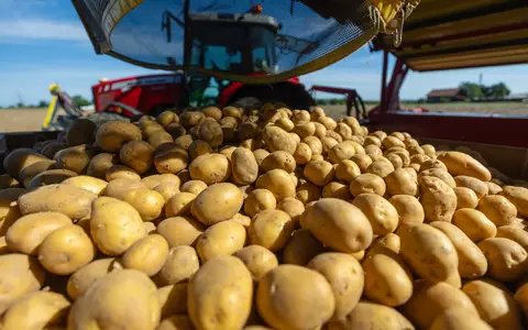 Rund 3,11 Millionen Tonnen Kartoffeln könnten fehlen. (Archivbild) - Foto: Christoph Schmidt/dpa