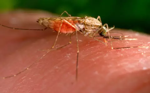Es gibt nun einen weiteren Malaria-Todesfall in Frankfurt. (Archivbild) - Foto: James Gathany/AP/dpa