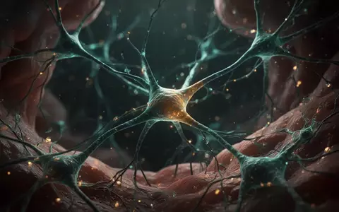 Mikroskopische Aufnahme von neuronalen Strukturen und synaptischen Verbindungen im menschlichen Gehirn. - Foto: über boerse-global.de