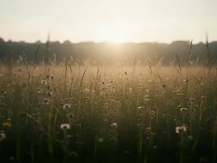 Eine friedliche, sonnendurchflutete Wiese im Morgengrauen als Symbol für Hoffnung und Unterstützung. - Foto: über boerse-global.de