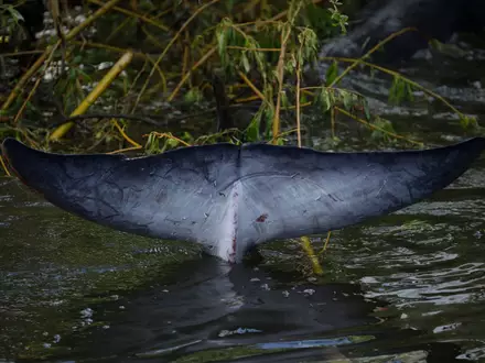 So sieht die Schwanzflosse eines Zwergwals aus. (Symbolbild) - Foto: Matt Dunham/AP/dpa