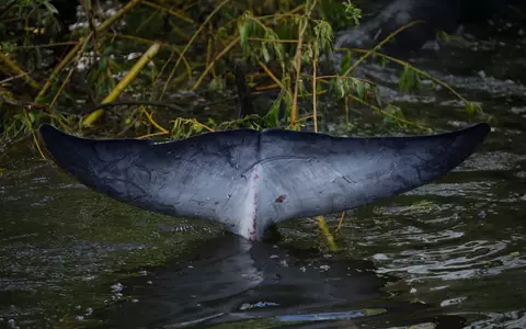 So sieht die Schwanzflosse eines Zwergwals aus. (Symbolbild) - Foto: Matt Dunham/AP/dpa