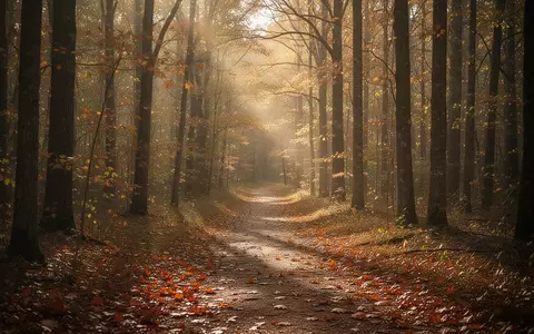 Ein von goldenen Blättern bedeckter Waldweg im herbstlichen Sonnenlicht. - Foto: über boerse-global.de