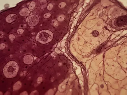 Mikroskopische Aufnahme von Lebergewebe zur Darstellung biologischer Stoffwechselprozesse. - Foto: über boerse-global.de