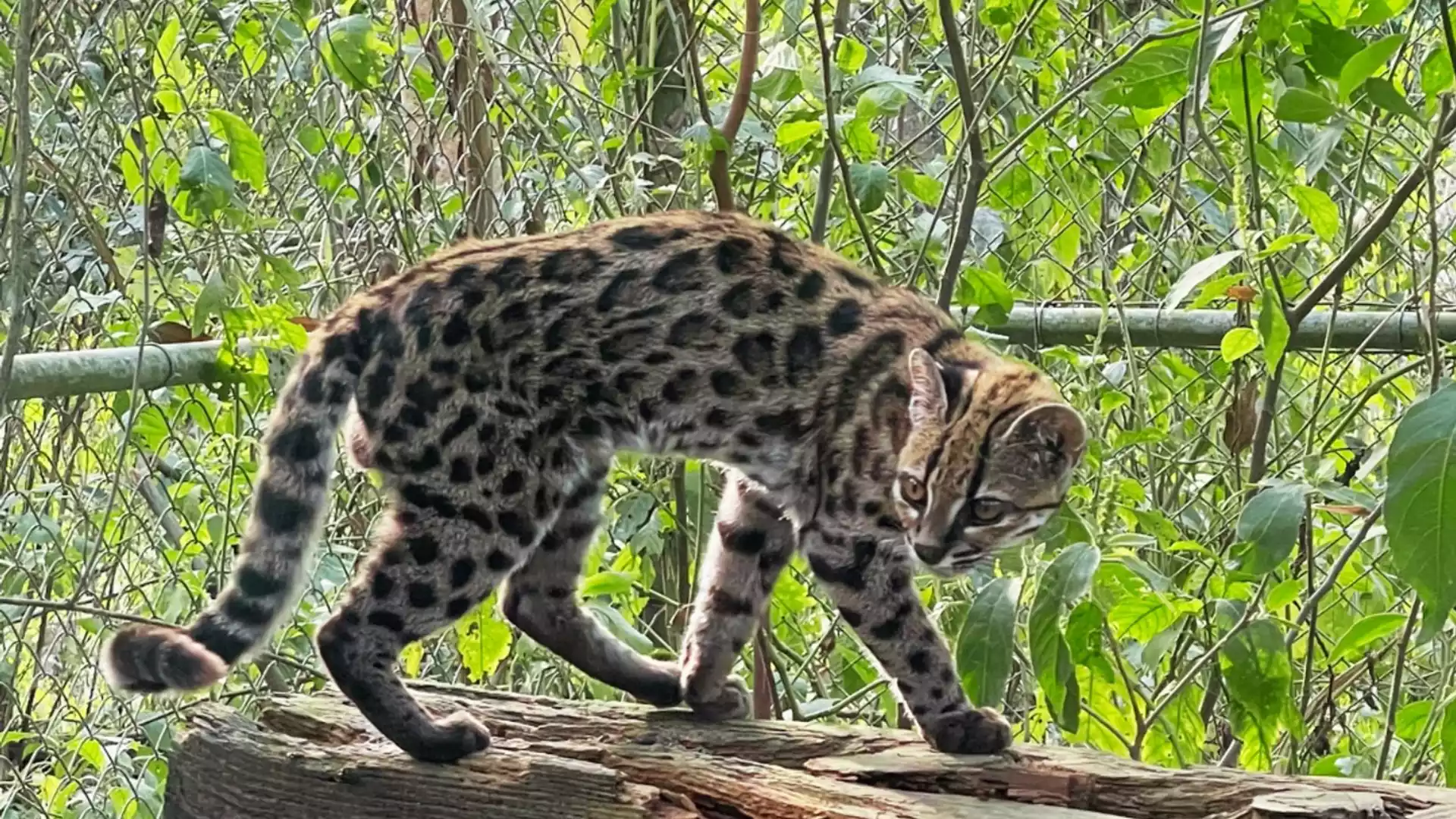 Neue Katzenart In Bolivien Entdeckt Leopardus Tilcayo Lebt In Den Anden Neue Katzenart In Bolivien Entdeckt Leopardus Tilcayo Lebt In Den Anden