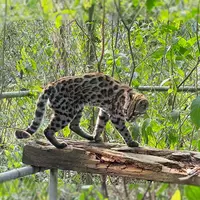 Ein Leopardus tilcayo lebt im Tierheim «La Senda Verde». - Foto: Paola Nogales-Ascarrunz/dpa