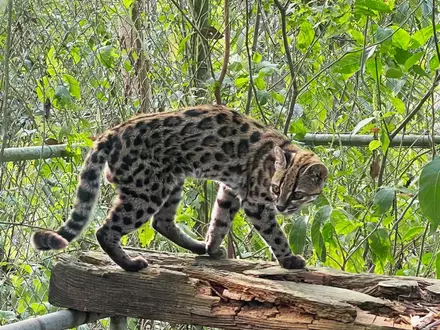 Ein Leopardus tilcayo lebt im Tierheim «La Senda Verde». - Foto: Paola Nogales-Ascarrunz/dpa