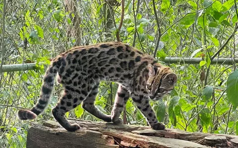 Ein Leopardus tilcayo lebt im Tierheim «La Senda Verde». - Foto: Paola Nogales-Ascarrunz/dpa