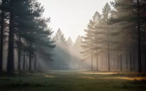 Eine ruhige Waldlichtung im morgendlichen Dämmerlicht, die eine Atmosphäre von Stille und mentaler Erholung vermittelt. - Foto: über boerse-global.de