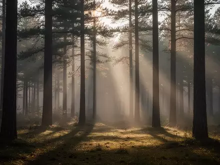 Ein ruhiger, nebliger Wald bei Tagesanbruch mit sanftem Lichtspiel zwischen den Baumstämmen. - Foto: über boerse-global.de