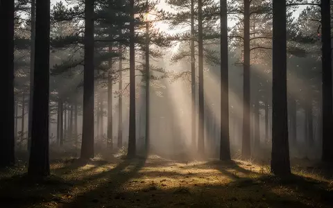 Ein ruhiger, nebliger Wald bei Tagesanbruch mit sanftem Lichtspiel zwischen den Baumstämmen. - Foto: über boerse-global.de