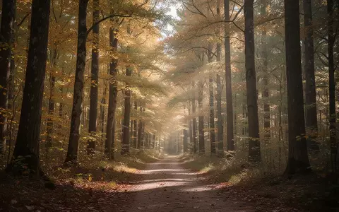 Ein friedlicher Waldweg im Herbstlicht, der durch herbstlich gefärbte Bäume führt und zur Bewegung in der Natur einlädt. - Foto: über boerse-global.de