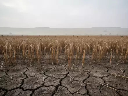 Ein ausgetrocknetes, rissiges Weizenfeld unter einem bewölkten Himmel, das die Auswirkungen der Dürre auf die Ernte verdeutlicht. - Foto: über boerse-global.de
