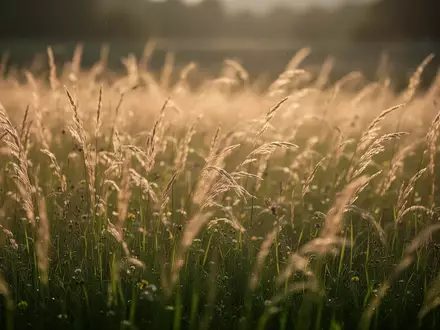 Eine sonnendurchflutete, friedliche Wiese mit hohem, goldenem Gras in der Abendsonne. - Foto: über boerse-global.de