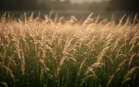 Eine sonnendurchflutete, friedliche Wiese mit hohem, goldenem Gras in der Abendsonne. - Foto: über boerse-global.de