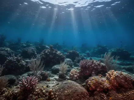 Ein Unterwasser-Szenario mit Sonnenstrahlen, die durch die Wasseroberfläche auf einen felsigen Meeresboden treffen. - Foto: über boerse-global.de