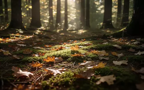 Sonnenlicht fällt durch ein dichtes Baumdach auf einen mit Moos und Herbstblättern bedeckten Waldboden. - Foto: über boerse-global.de